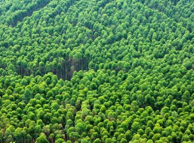 Suzano realiza novo registro de muriquis-do-sul em área florestal localizada no Estado de São Paulo