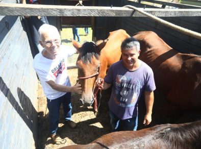 Cinco cavalos e uma égua foram adotados em São José