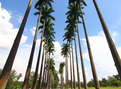 Parque da Cidade recebe corrida em prol da doação de sangue