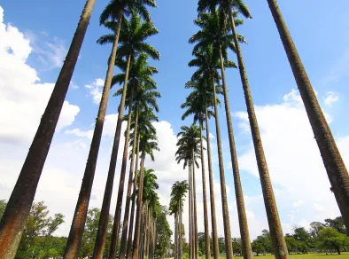 Parque da Cidade recebe corrida em prol da doação de sangue