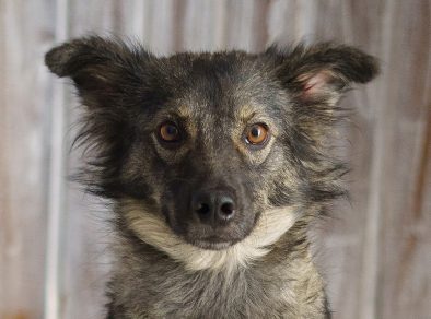 Feira de adoção de pets acontece neste sábado (8), em Taubaté