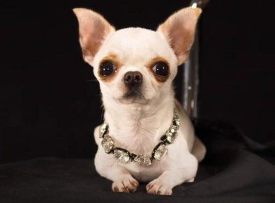 Chihuahua de 9,14cm é eleita o menor cachorro do mundo pelo Guiness Book