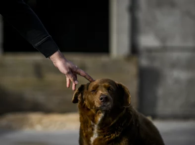 Bobi, o cachorro mais velho do mundo completa 31 anos