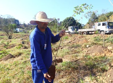 Prefeitura de São José plantará 5 mil árvores em 15 bairros