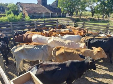 Bovinos vítimas de maus-tratos são resgatados em Taubaté