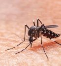 São Sebastião confirma primeira morte por dengue; vítima é mulher  