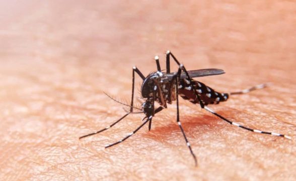 São Sebastião confirma primeira morte por dengue; vítima é mulher  