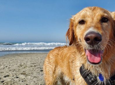 Valor da multa para quem leva cachorro à praia em São Sebastião sofre aumento de 233%