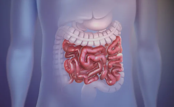 Modulação Intestinal: o que é e como funciona