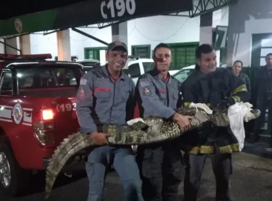 Corpo de Bombeiros resgata jacaré de mais de dois metros em Guaratinguetá