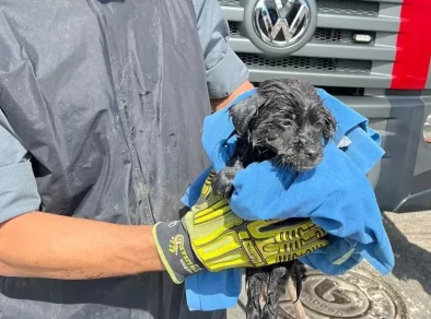 Cachorro é resgatado após cair em bueiro em São José dos Campos