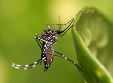 <strong></noscript>Caraguá registra alta no número de infestação de larvas da Dengue</strong>