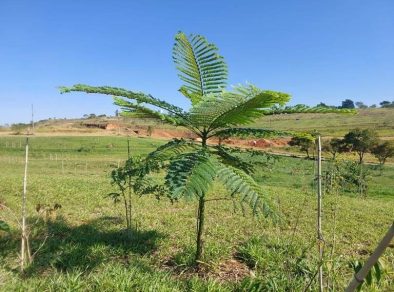 Empresa adota área no Parque Vale do Itaim, em Taubaté, destinado para o plantio de mudas nativas