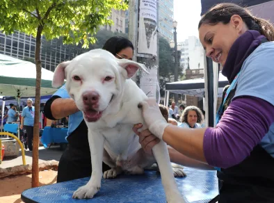 Primeiro trailer para banho em pets de rua do Brasil é lançado em São Paulo
