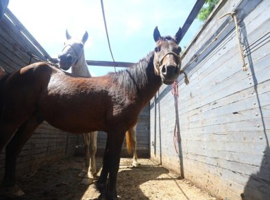 Prefeitura de São José apresenta feira de adoção de animais de grande porte nesta quinta (13)