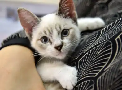 <strong></noscript>Altos de Santana recebe castração gratuita de cães e gatos neste domingo (20)</strong>