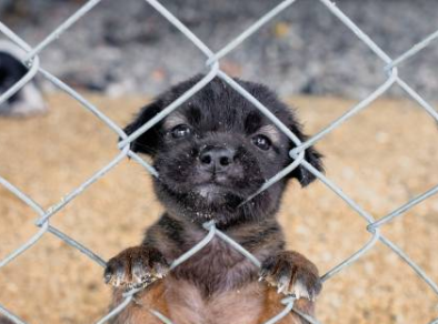 Venda de animais em pet shops e sites pode ser proibida no estado de São Paulo