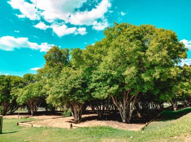 Dia da Árvore: novo bairro em SJC contará com mais de 18 mil mudas nativas e frutíferas