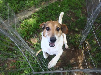 Feira de adoção de cães e gatos acontece neste sábado (9) em Taubaté