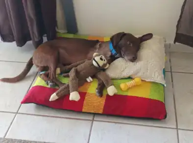 Família adota Marrom, cãozinho resgatado após acidente em Jacareí