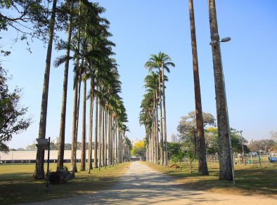 Dia da Árvore | Conheça as 5 árvores mais famosas de São José dos Campos