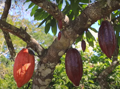 Nestlé convida Aqui Vale para conhecer plantação de Cacau em Ilhéus e programa de ESG