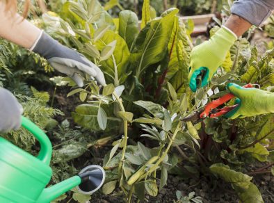 Mary Help a arte da jardinagem vai muito além da estética