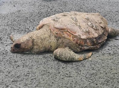 Tartaruga de espécie ameaçada de extinção é encontrada morta em praia