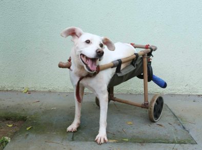 Feira em São José terá 72 cães e 2 gatas para adoção neste sábado (25)