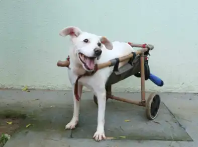 Feira em São José terá 72 cães e 2 gatas para adoção neste sábado (25)