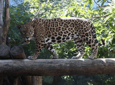 Projeto Selva Viva inaugura novos espaços