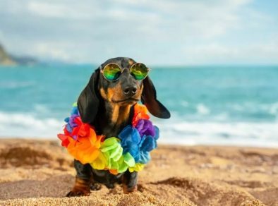 Dicas para cuidar dos pets durante o verão