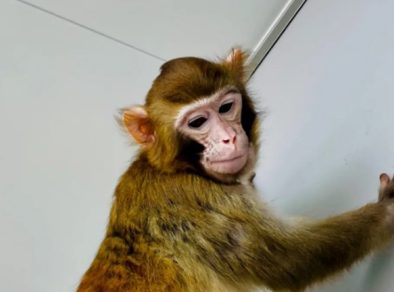 Pesquisadores chineses clonam primeiro macaco rhesus