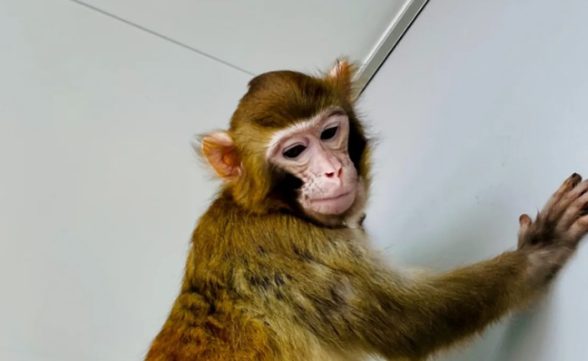 Pesquisadores chineses clonam primeiro macaco rhesus