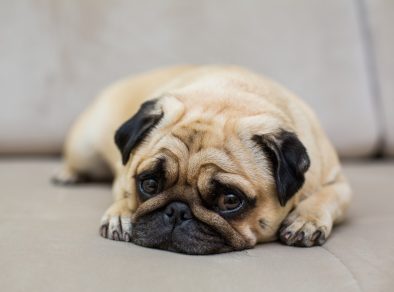 Falta de uma alimentação de qualidade para os pets pode levar à obesidade