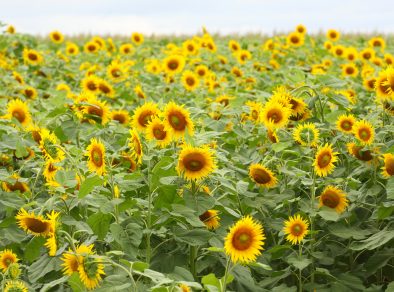 Campo de girassóis estará aberto para fotos e venda de flores neste sábado (3)