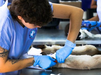 Prefeitura abre 1 mil vagas para castrações e microchipagens no projeto Meu Pet Feliz