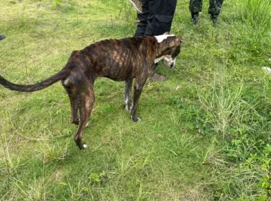 Homem é multado em R$ 9 mil por maus-tratos contra dois cachorros