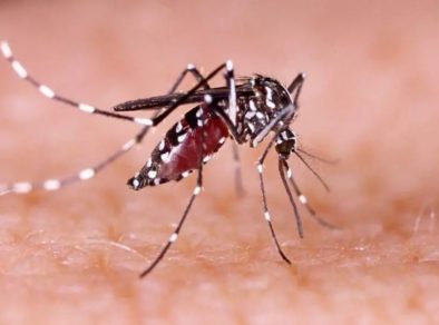 São José decreta estado de emergência por epidemia de dengue