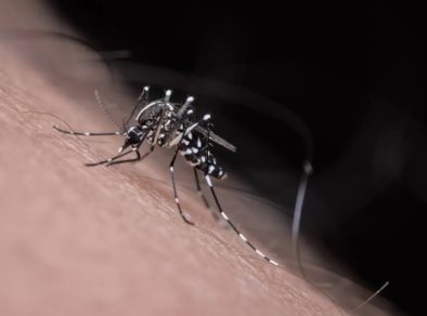 Vale do Paraíba totaliza 33 mortes por dengue