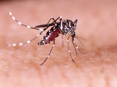 Empresa sediada no Parque Tecnológico de São José dos Campos desenvolve plataforma que ajuda prefeituras no combate à dengue