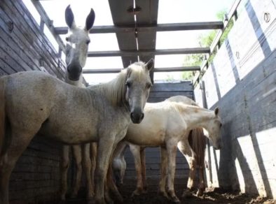 Feira de adoção de cavalos e bois acontece nesta quinta (18) em São José