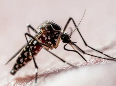 São José dos Campos lidera número de mortes por dengue