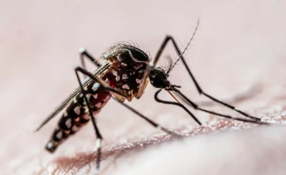 São José dos Campos lidera número de mortes por dengue