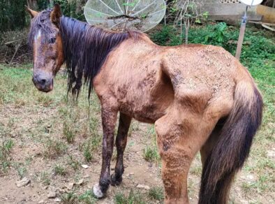 Mulher que alimentava cavalo com refrigerante é autuada por maus-tratos