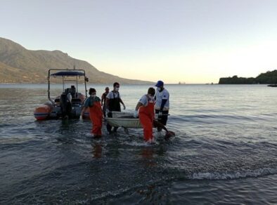 Ilhabela: Golfinho-boto-cinza encalha entre as praias de Santa Tereza e Barreiros