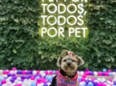 Invasão dos pets: Encontro de Shih-tzu e espaço de lazer pet com piscina de bolinhas é atração em Shopping