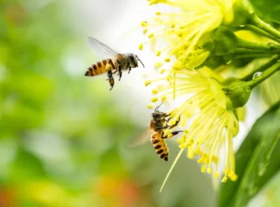 Dia mundial das abelhas: 80% das plantas utilizadas na produção de alimentos dependem da polinização das abelhas