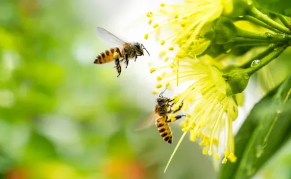 Dia mundial das abelhas: 80% das plantas utilizadas na produção de alimentos dependem da polinização das abelhas