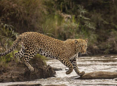 Exposição Wildlife Photographer of the Year – Fotógrafo de Vida Selvagem do Ano, promovida pelo Museu de História Natural de Londres, em SP a partir de 28/05